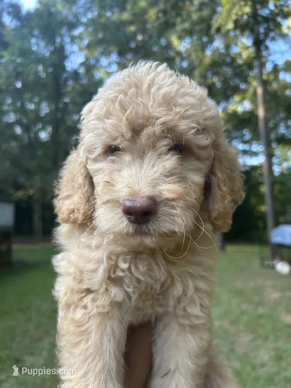 Daisy – Goldendoodle puppy for sale in Mcdonough, GA