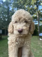 Daisy, a female Goldendoodle for sale in Mcdonough, GA – 1 of 3