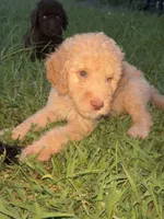 Daisy, a female Goldendoodle for sale in Mcdonough, GA – 2 of 3