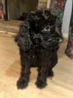Shadow (f1b), a male Goldendoodle for sale in Mcdonough, GA – 2 of 4