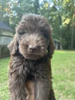 Bubba (f1b), a male Goldendoodle for sale in Mcdonough, GA – 3 of 4