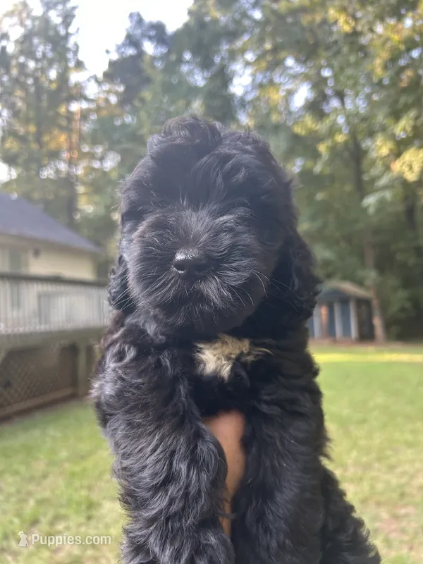 Luna (f1b) – Goldendoodle puppy for sale in Mcdonough, GA