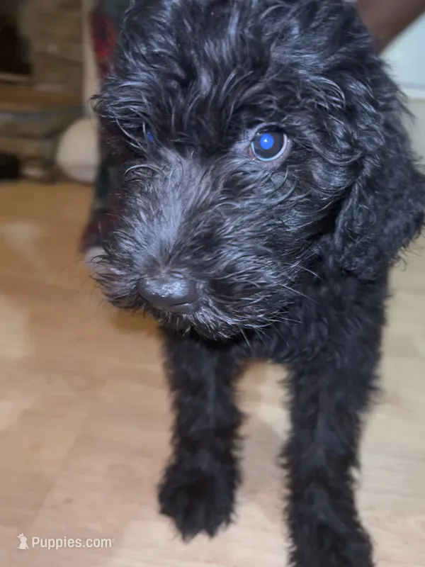 Butterball (f1b) – Goldendoodle puppy for sale in Mcdonough, GA