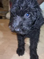 Butterball (f1b), a male Goldendoodle for sale in Mcdonough, GA – 1 of 5