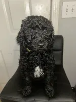 Mr. Yellow (Black), a male Goldendoodle for sale in Mcdonough, GA – Photo 2 of 6