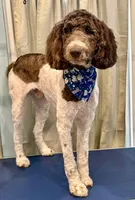 Mr. Yellow (Black), a male Goldendoodle for sale in Mcdonough, GA – Photo 6 of 6