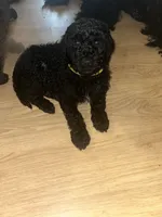 Mr. Yellow (Black), a male Goldendoodle for sale in Mcdonough, GA – Photo 1 of 6