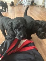 Butterball (f1b), a male Goldendoodle for sale in Mcdonough, GA – 4 of 5