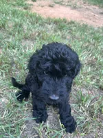 Butterball (f1b), a male Goldendoodle for sale in Mcdonough, GA – 3 of 5