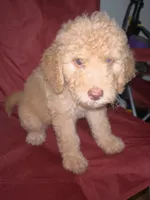 Daisy, a female Goldendoodle for sale in Mcdonough, GA – 3 of 3