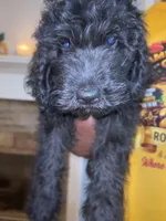 Shadow (f1b), a male Goldendoodle for sale in Mcdonough, GA – 4 of 4