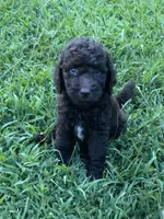 Pepper, a female Goldendoodle for sale in Mcdonough, GA – 2 of 2