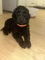 Mr. Orange (Black), a male Goldendoodle for sale in Mcdonough, GA – Photo 1 of 3