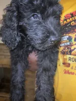 Shadow (f1b), a male Goldendoodle for sale in Mcdonough, GA – 3 of 4