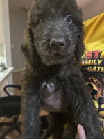 Bubba (f1b), a male Goldendoodle for sale in Mcdonough, GA – 4 of 4