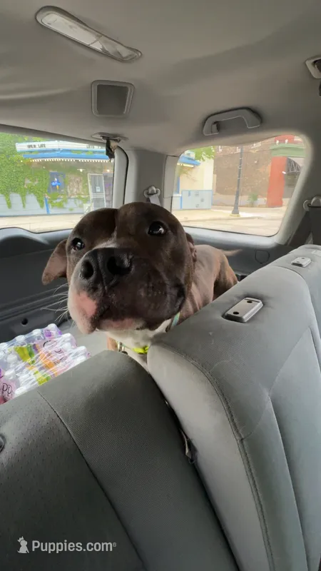 Rylo – American Staffordshire Terrier, American Bully puppy for sale in Milwaukee, WI