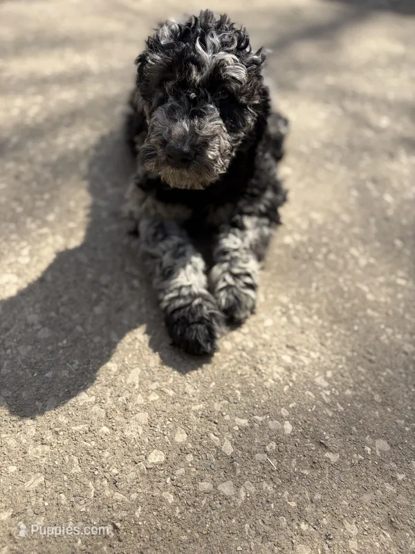 Mia – Golden Mountain Doodle puppy for sale in Westland, MI
