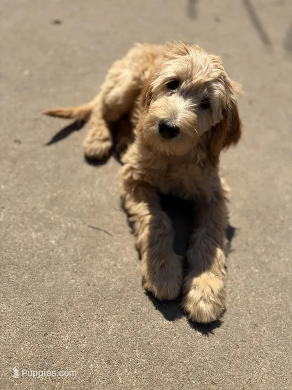 Rosie – Golden Mountain Doodle puppy for sale in Westland, MI