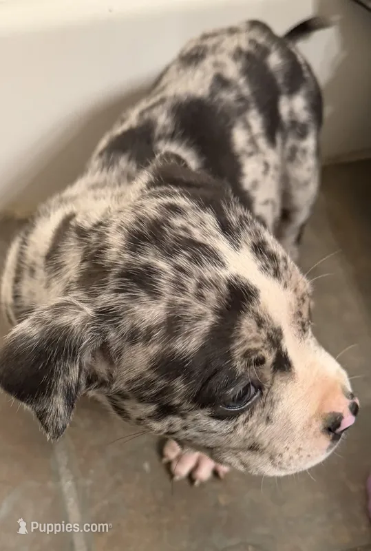 Crystal female merle – American Bully puppy for sale in Nixa, MO