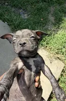 Tiny Tina , a female American Bully for sale in Nixa, MO – 3 of 3