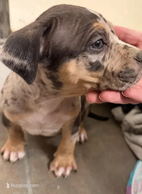 Chop – American Bully puppy for sale in Nixa, MO