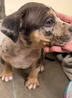 Chop, a male American Bully for sale in Nixa, MO – 1 of 3