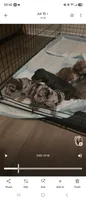Crystal female merle, a female American Bully for sale in Nixa, MO – 2 of 5