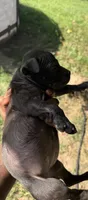 Tiny Tina , a female American Bully for sale in Nixa, MO – 1 of 3