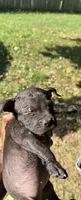 Tiny Tina , a female American Bully for sale in Nixa, MO – 2 of 3