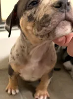 Chop, a male American Bully for sale in Nixa, MO – 3 of 3