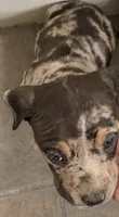 Chop, a male American Bully for sale in Nixa, MO – 2 of 3