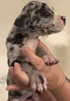 Crystal female merle, a female American Bully for sale in Nixa, MO – 3 of 5