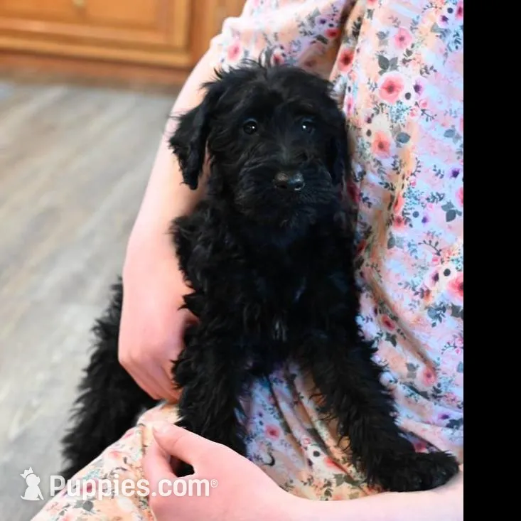 Hazel, a female Irish Terrier and Poodle - Miniature  for sale in Canandaigua, NY – Photo 2 of 2