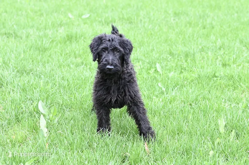Hazel – Irish Terrier, Poodle - Miniature  puppy for sale in Canandaigua, NY
