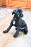 Echo, a male Irish Terrier and Poodle - Miniature  for sale in Canandaigua, NY – Photo 2 of 2