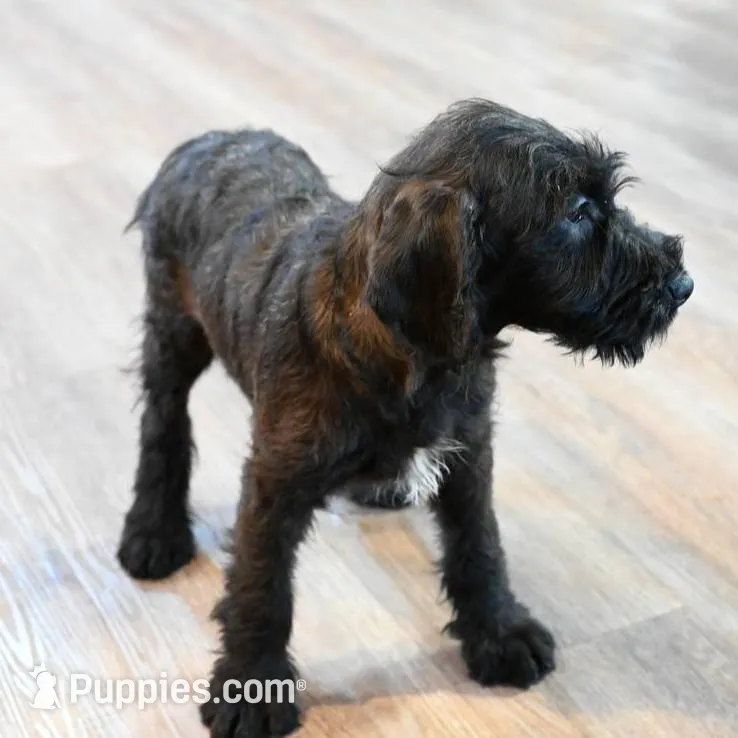 Geyser, a male Irish Terrier and Poodle - Miniature  for sale in Canandaigua, NY – Photo 2 of 2