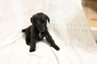 processed/e9535ea5-6829-4d6e-9744-eaa9122b899c/listing/ddaf7273-d36a-438a-b122-119932fe8ae3/3314e2ff-6a5a-4b68-b204-1e3c5994e096