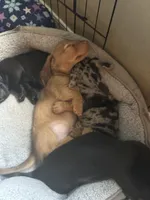 Gloria, a female Miniature Dachshund for sale in De Pere, WI – 3 of 4