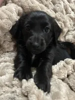 Tucker, a male Miniature Dachshund for sale in De Pere, WI – 2 of 3