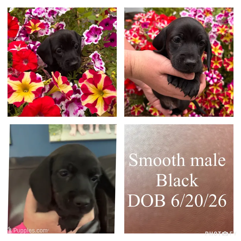 Bear – Miniature Dachshund puppy for sale in De Pere, WI