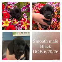 Bear, a male Miniature Dachshund for sale in De Pere, WI – 1 of 4