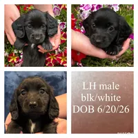 Tucker, a male Miniature Dachshund for sale in De Pere, WI – 1 of 3