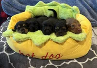 Bear, a male Miniature Dachshund for sale in De Pere, WI – 4 of 4