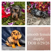 Gloria, a female Miniature Dachshund for sale in De Pere, WI – 1 of 4