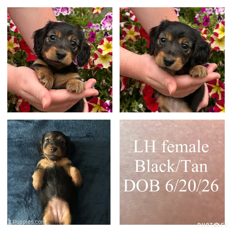 Maeve  – Miniature Dachshund puppy for sale in De Pere, WI