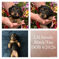 Maeve , a female Miniature Dachshund for sale in De Pere, WI – 1 of 3