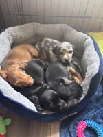Bear, a male Miniature Dachshund for sale in De Pere, WI – 3 of 4