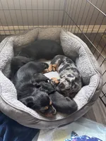 Gloria, a female Miniature Dachshund for sale in De Pere, WI – 2 of 4