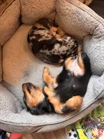Maeve , a female Miniature Dachshund for sale in De Pere, WI – 2 of 3