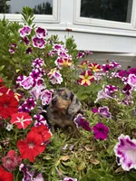 Gloria, a female Miniature Dachshund for sale in De Pere, WI – 4 of 4